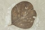 Fossil Leaf (Allophylus & Erythrina) Plate - Insect Predation! #279462-3